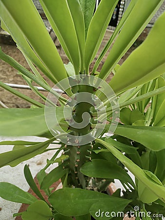 indian Tropical Plant stock photos. Stock Photo