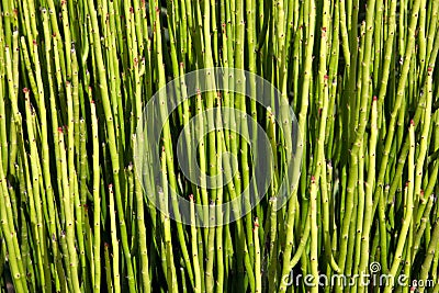 Tropical plant texture Stock Photo