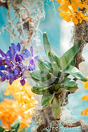 Tropical plants in the arboretum. Leaves and wild multicolored flowers close-up. Concept of save enviroment Stock Photo