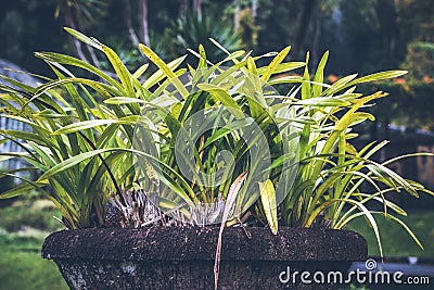 Tropical plants background, Bali island, Indonesia. Stock Photo