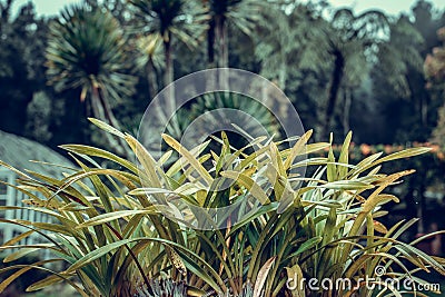 Tropical plants background, Bali island, Indonesia. Stock Photo