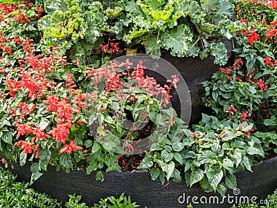 Tropical plants in the garden Stock Photo