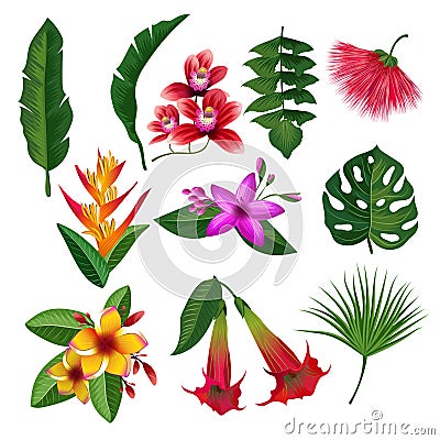 Tropical plants hawaii flowers leaves and branches. Vector illustration isolate on white background Vector Illustration