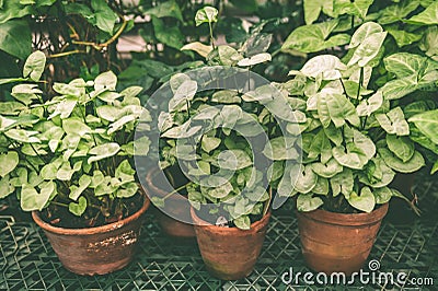 Tropical plants in pots , the subject of floriculture , cultivation Stock Photo
