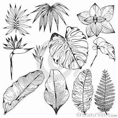 Tropical plants. Set of vector illustrations with tropical branches. Hand drawing for design Vector Illustration