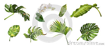 Tropical plants set Vector Illustration