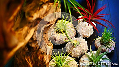 Tropical plants, small potted plants Stock Photo