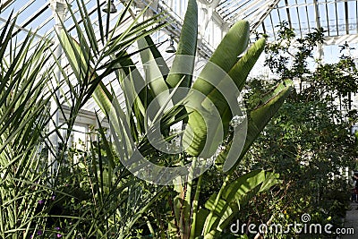 Tropical plants in the Temperate House in Kew Stock Photo