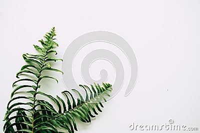 Tropical plants on white background Stock Photo