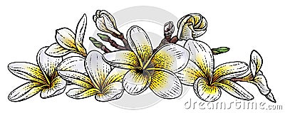 Tropical Plumeria Frangipani Bali Flower Woodcut Vector Illustration