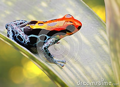 Tropical poison arrow frog Amazon animal Stock Photo