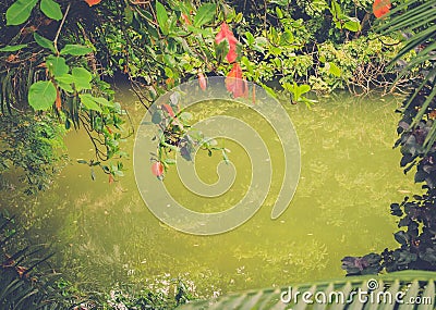 Tropical pond in the jungle Stock Photo