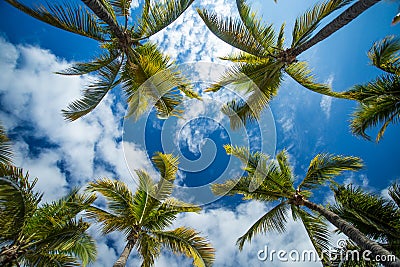 Colorful palm trees and sky Stock Photo