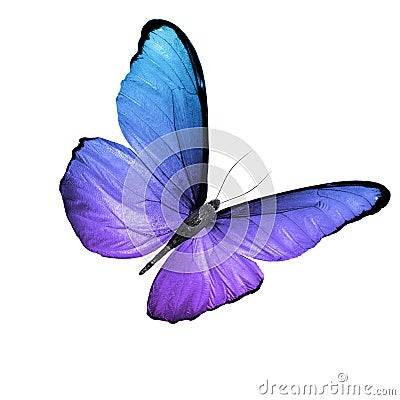 Tropical purple butterfly. isolated on white background Stock Photo