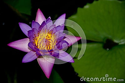 Tropical Purple Water Lily Flower with Lily Pad Stock Photo