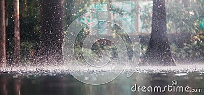 Tropical rain. Stock Photo