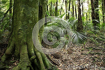 Tropical Rain Forest Stock Photo