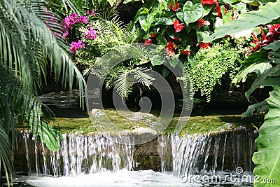 Tropical rain forest Stock Photo