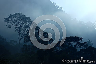 Tropical Rain Forest Stock Photo