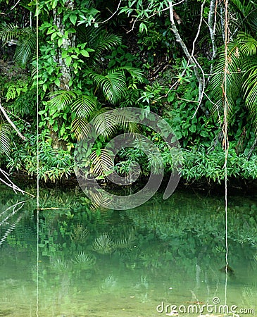 Tropical rain forest Stock Photo