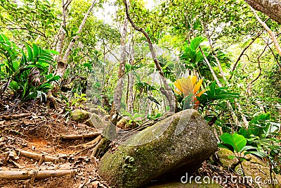 Tropical rain forest Stock Photo