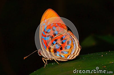 Tropical rainbow butterfly Stock Photo