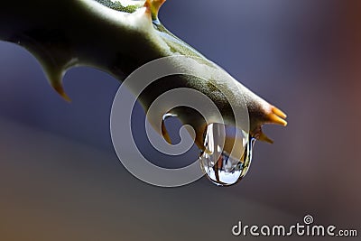 Tropical Raindrop Stock Photo