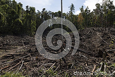 Tropical rainforest, burned and felled in West Papua, Indonesia Stock Photo