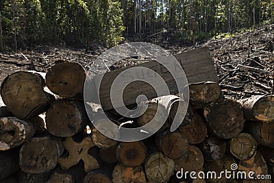 Tropical rainforest, burned and felled in West Papua, Indonesia Stock Photo