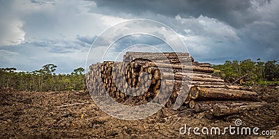 Tropical Rainforest Deforestation Stock Photo