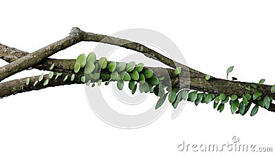 Tropical rainforest Dragon scale fern Pyrrosia piloselloides epiphytic creeping plant with round fleshy green leaves growing on Stock Photo