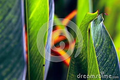 Tropical rainforest exotic Heliconia plant in the sunlight also known as lobster claws, toucan beak, wild plantain. Stock Photo