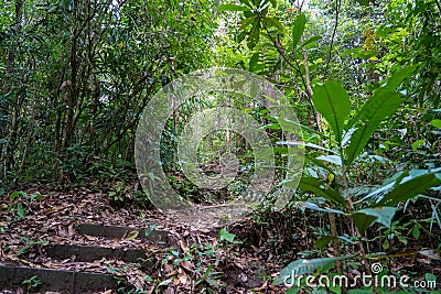 Tropical Rainforest. Hiking trail in Forest. A pathway in jungle surrounded by bushes and leaves. Lush foliage Stock Photo