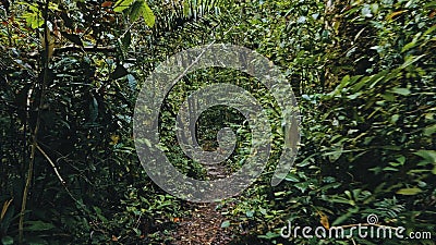 tropical rainforest jungle path with lush vegetation Stock Photo