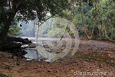 Tropical Rainforest Landscape, Taman Negara Pahang Malaysia Stock Photo