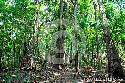 Tropical rainforest in in manaus, brazil. Trees with green leaves in jungle. Summer forest on natural landscape. Nature environmen Stock Photo