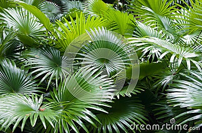 Tropical rainforest palm background Stock Photo