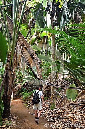 Trekking in jungle, Seychelles, Valle de Mai Stock Photo