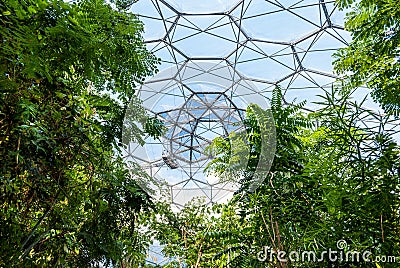 Tropical rainforest vegetation inside the Eden Project bio-dome. Editorial Stock Photo