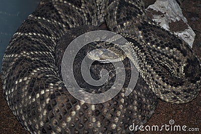 Tropical rattlesnake (Crotalus durissus) Stock Photo