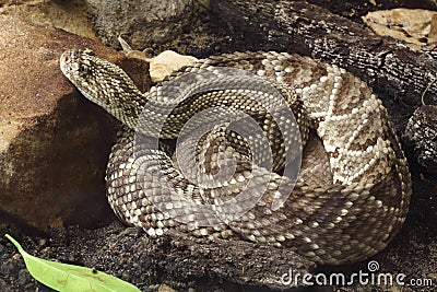 Tropical rattlesnake Stock Photo