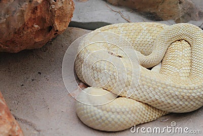 Tropical rattlesnake Stock Photo