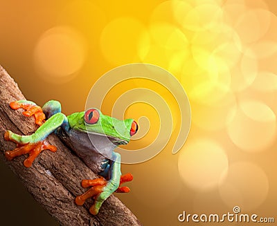 Tropical red eyed tree frog Costa Rica Stock Photo
