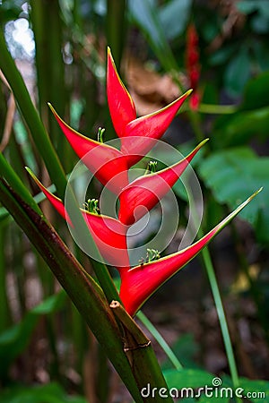 Tropical red flower of Heliconia Stock Photo