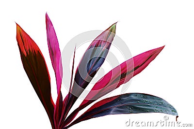 Tropical Red Leaves of Ti Plant, Codyline fruiticosa on White Background with Clipping Path Stock Photo