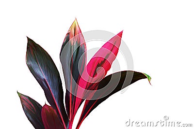 Tropical Red Leaves of Ti Plant, Cordyline fruticosa Isolated on White Background with Clipping Path Stock Photo