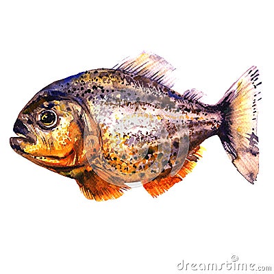 Tropical red piranha, predatory fish, side view, pirahna, isolated, watercolor illustration on white Cartoon Illustration