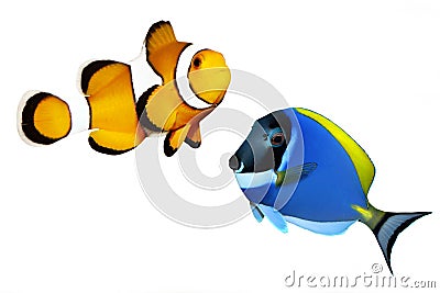 Tropical reef fish Stock Photo