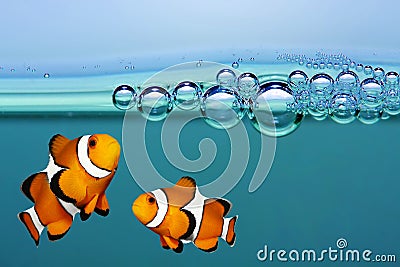 Tropical reef fish - Clownfish. Stock Photo