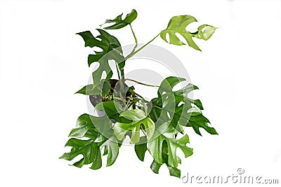 Tropical `Rhaphidophora Tetrasperma` house plant with small leaves with holes, also called `Monstera Minima` or `Piccolo` Stock Photo